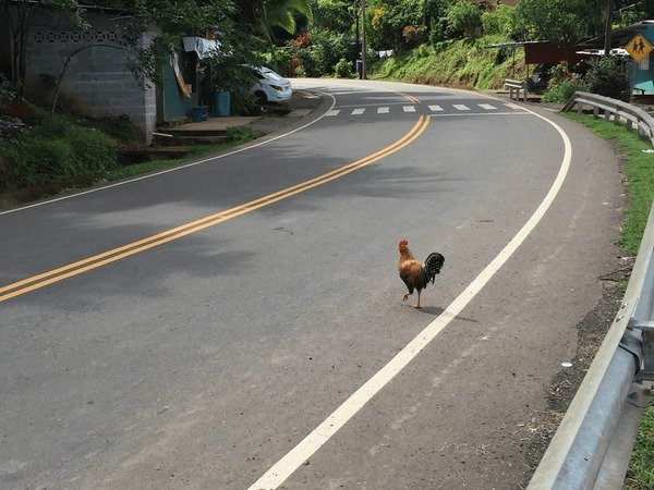Jugar chicken road, chicken road oficial